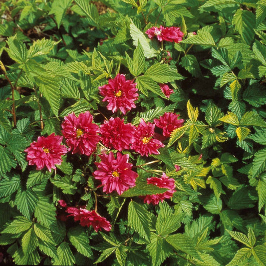 Gefültblühende Laxchsbeere - Rubus spectabilis olympic double - Gartenpflanzen