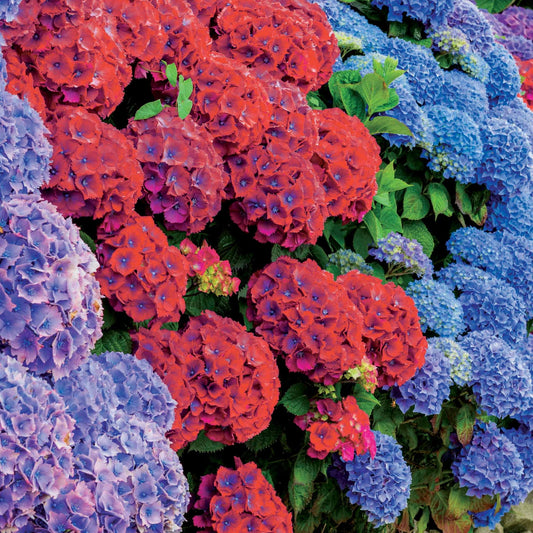 Sammlung von roten und blauen Hortensien. (x4) - Hydrangea macrophylla - Pflanzensorten