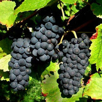 Weinreben Mischung: Vitis Vinifera, Pinot Merlot, Chardonnay
