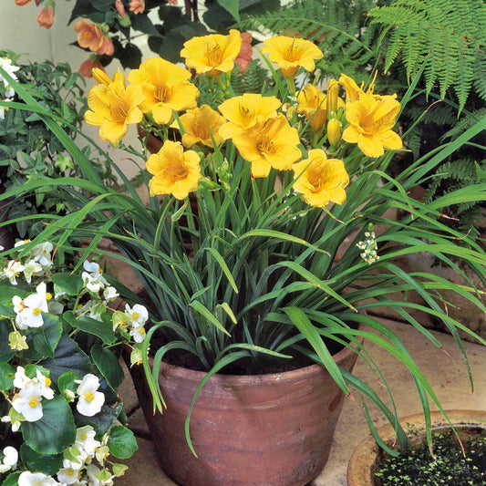Taglilie Stella de Oro - Bakker