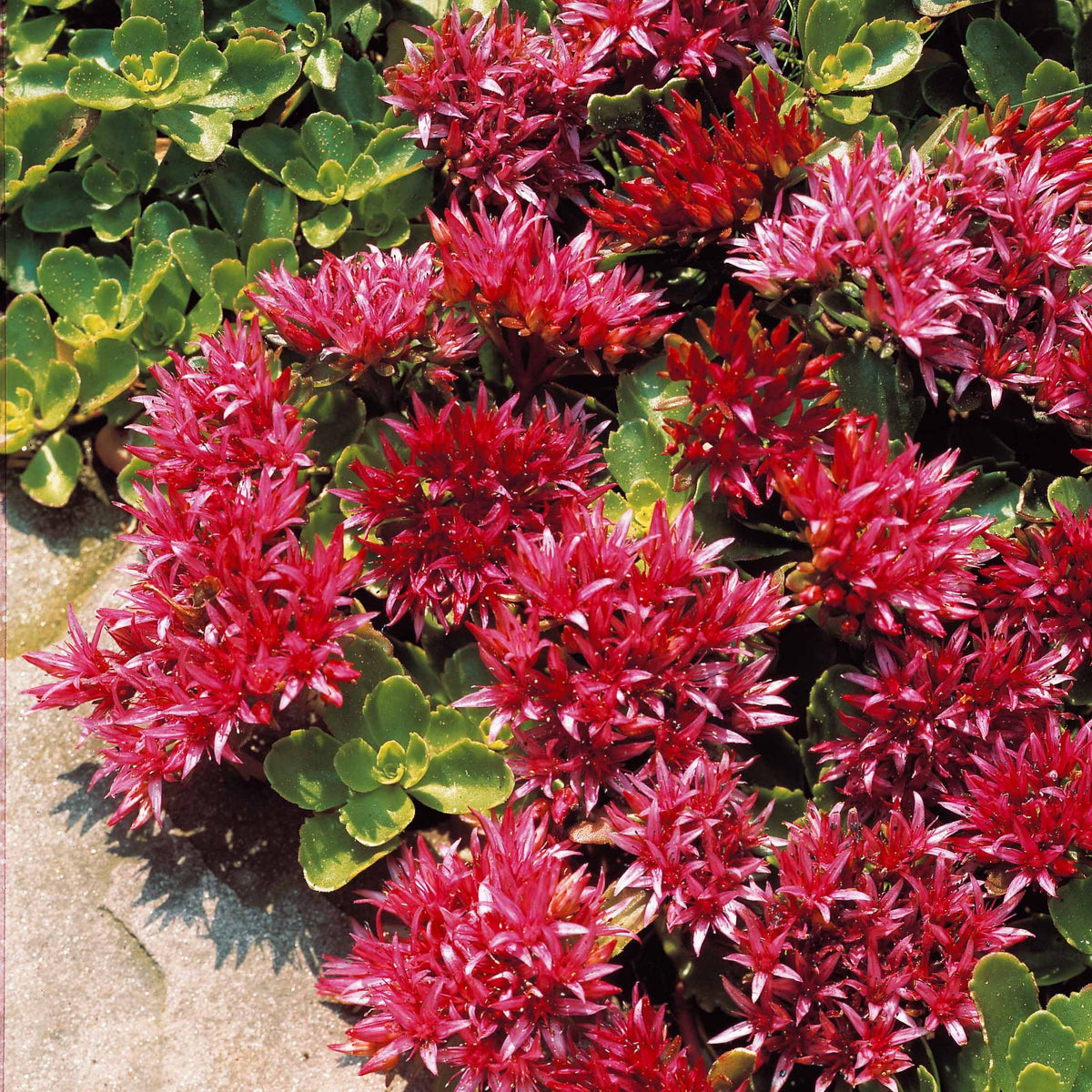 Stauden - Teppich-Fettblatt Fuldaglut - Sedum spurium Fuldaglut