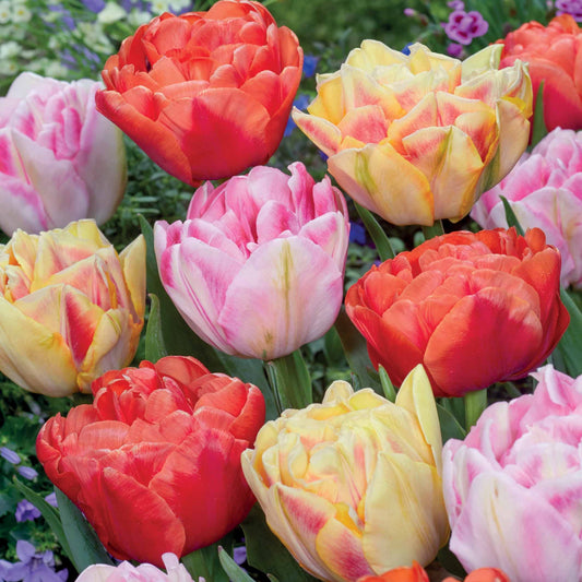 Pfingstrose Tulpen in Farben (x12) - Tulipa foxtrot, foxy foxtrot , copper image - Blumenzwiebeln