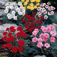 Nelken Mischung (x6) - Dianthus caryophyllus grenadine red, scharlaken, y - Terrasse balkon