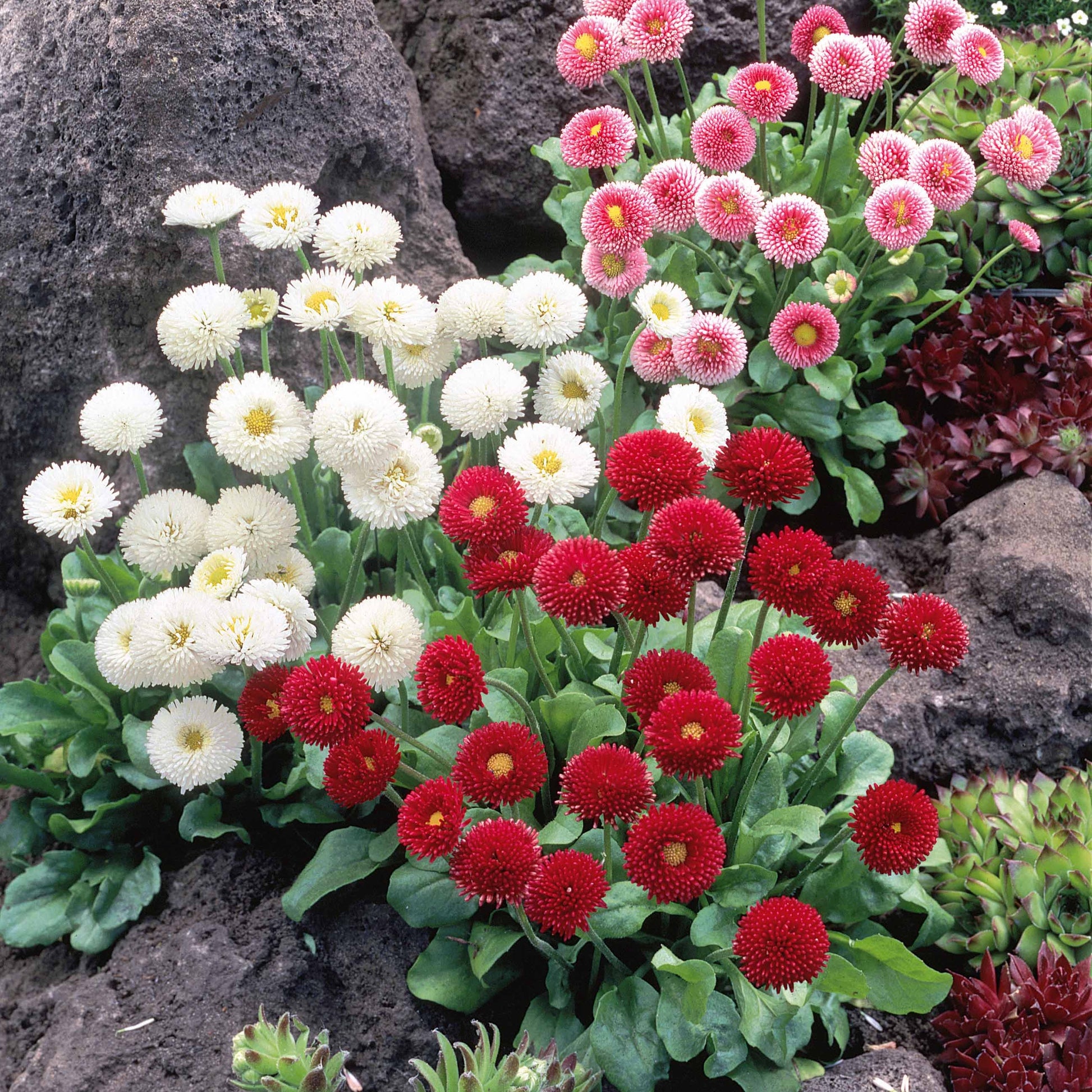 Gemischte Gänseblümchen (x2) - Bellis perennis mixed - Gartenpflanzen