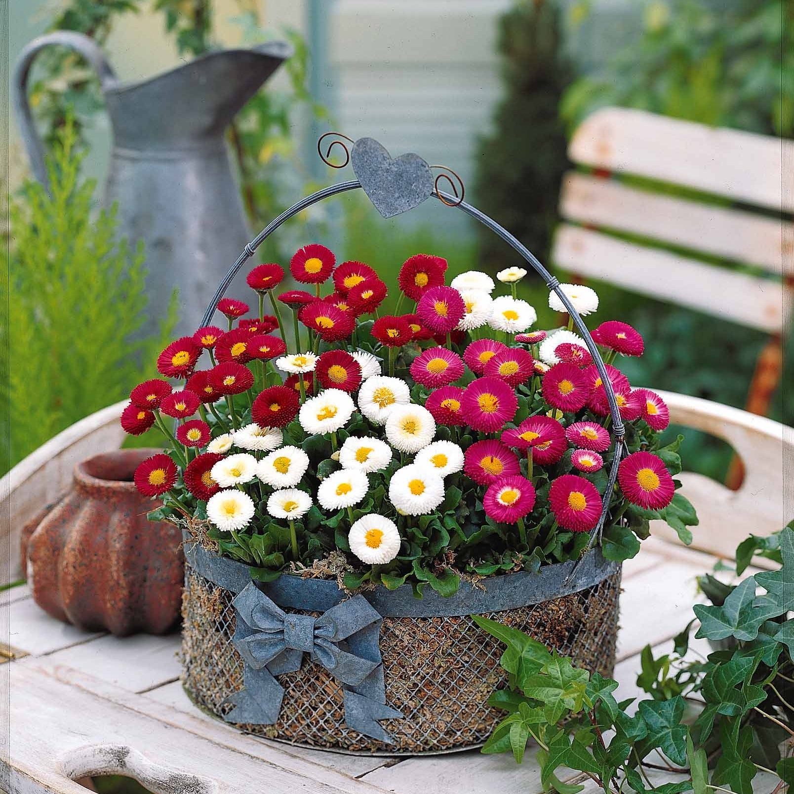 Gemischte Gänseblümchen (x2) - Bellis perennis mixed - Sträucher und Stauden