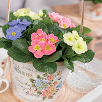 Primeln gemischt (x3) - Primula candy mix - Gartenpflanzen