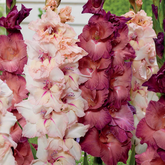 Gladiolen Mischung Indian Summer und Palm Spring (x25) - Gladiolus indian summer, palm spring - Blumenzwiebeln