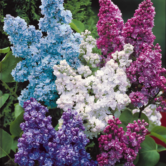 Gefüllte Fliederkollektion: blau, rot, lila, weiß. (x4) - Syringa vulgaris - Gartenpflanzen