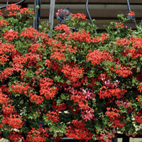 Rote Efeugeranien - Pelargonium peltatum - Terrasse balkon