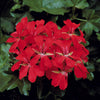 Rote Efeugeranien - Pelargonium peltatum