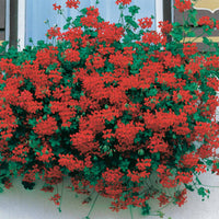 Rote Efeugeranien - Pelargonium peltatum