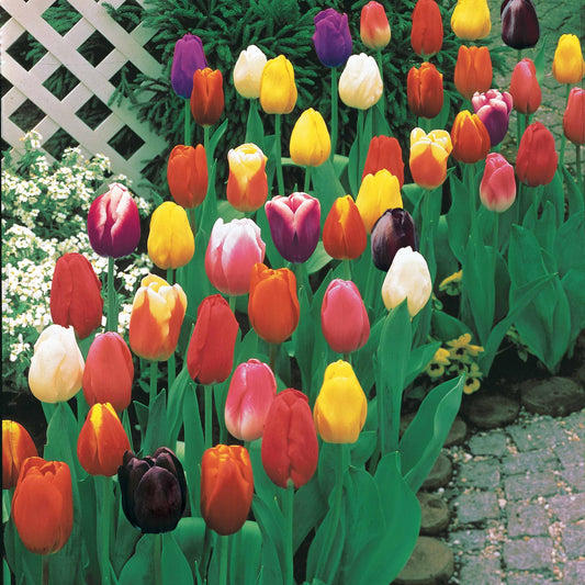 75 Gemischte Tulpen mit langen Stielen - Bakker