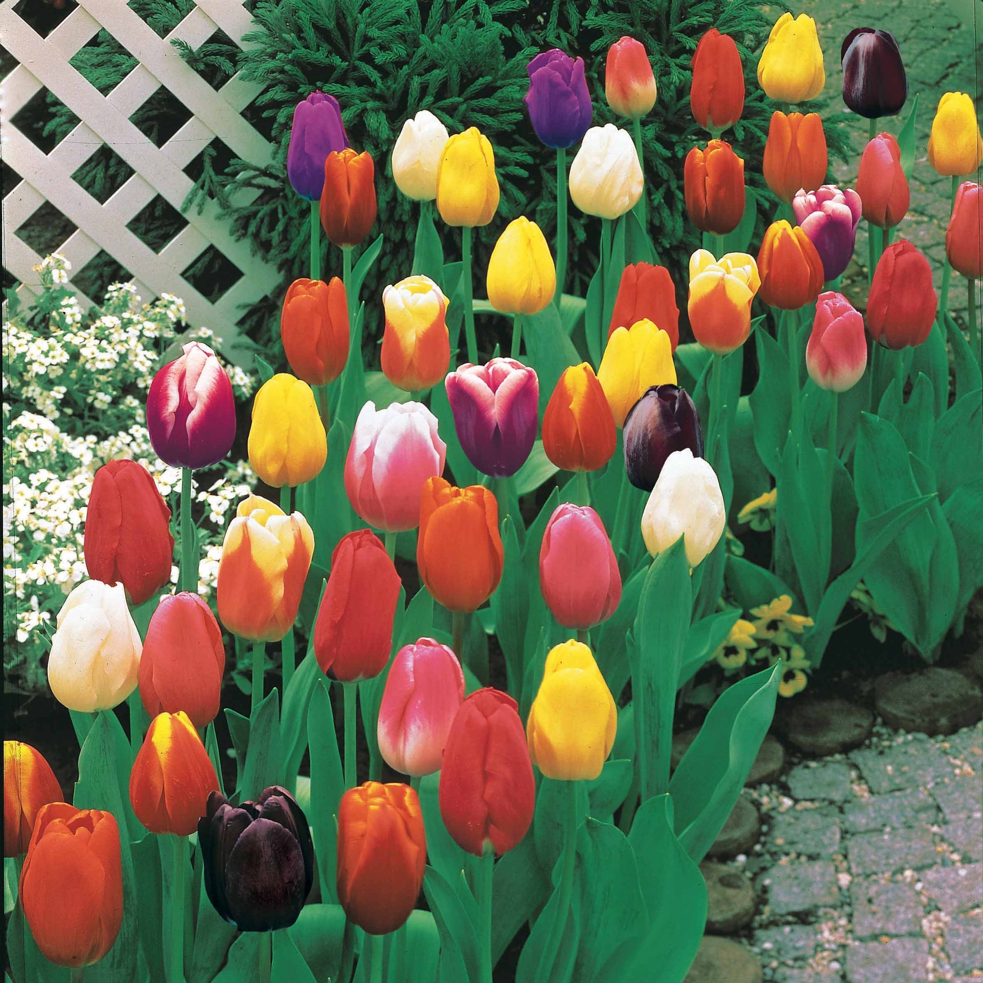 Triumph Tulpen Mischung - Tulipa - Blumenzwiebeln
