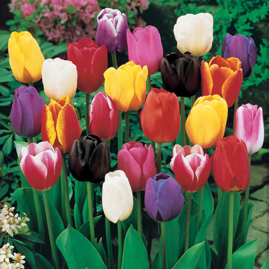 50 Gemischte Tulpen mit langen Stielen - Bakker
