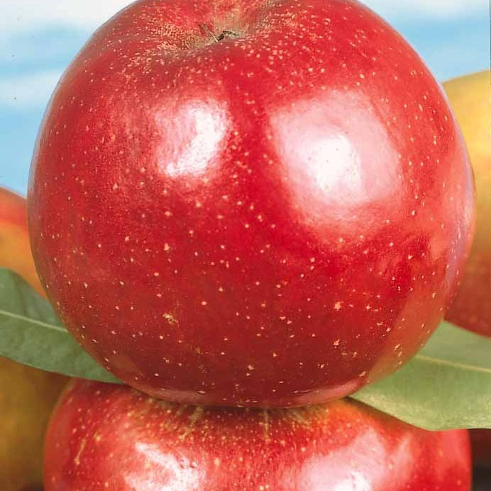 Apfelbäume