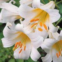 Lilium regale album - Weiße Königslilie (3x) - Lilien-Zwiebeln