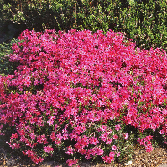 Phlox Moos Rosen - Bakker