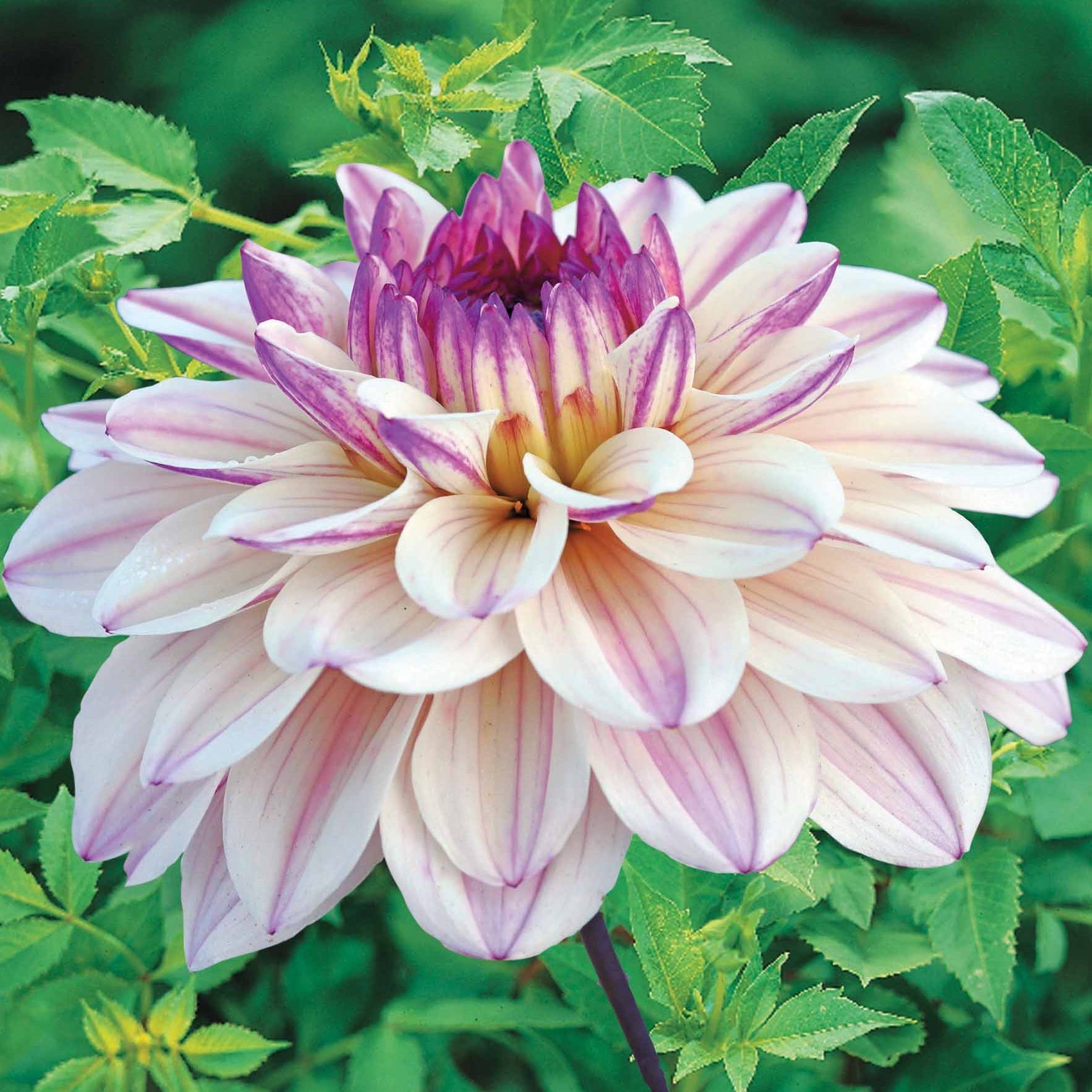 Dahlia flashback - Dekorative Dahlien 'Flashback' (x3) - Dahlien-Zwiebeln