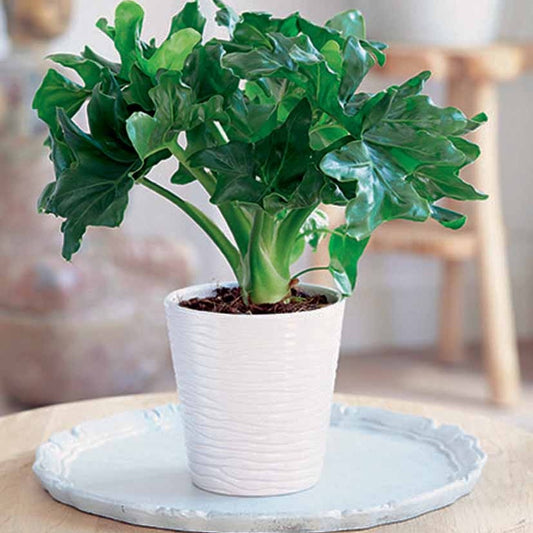 Philodendron Monstera Atom in weißem Blumentopf ELHO - Bakker