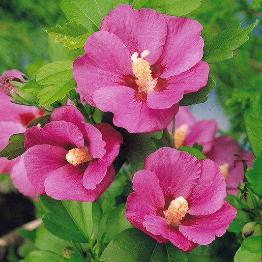 Hibiskus-Stämmchen - Hibiscus syriacus - Sträucher und Stauden