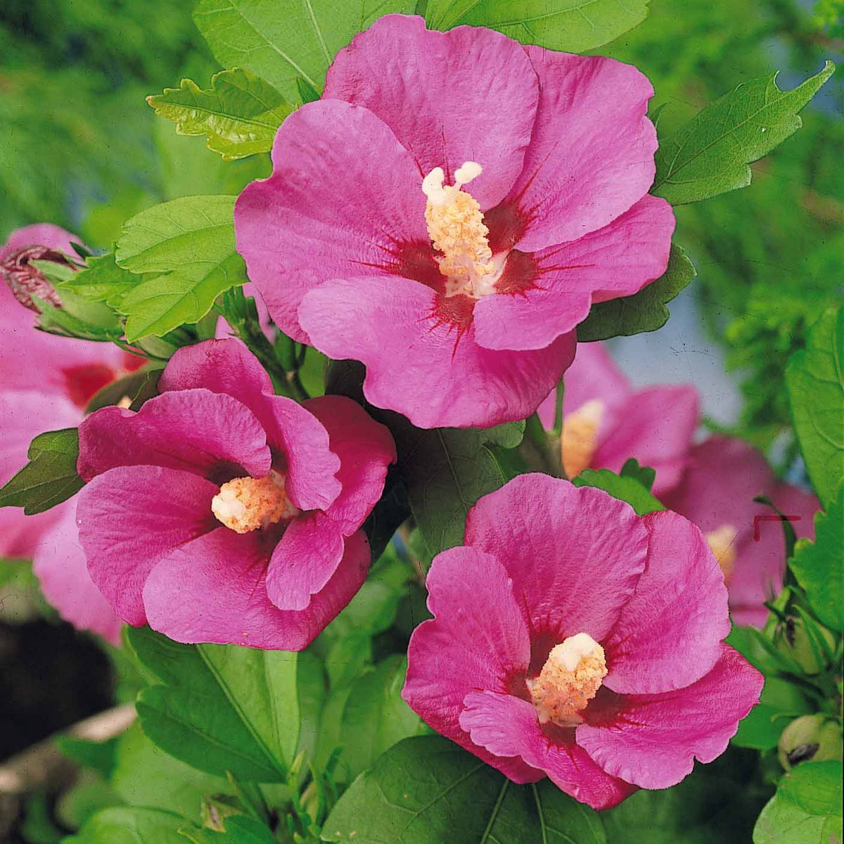 Hibiskus-Stämmchen - Hibiscus syriacus - Bakker