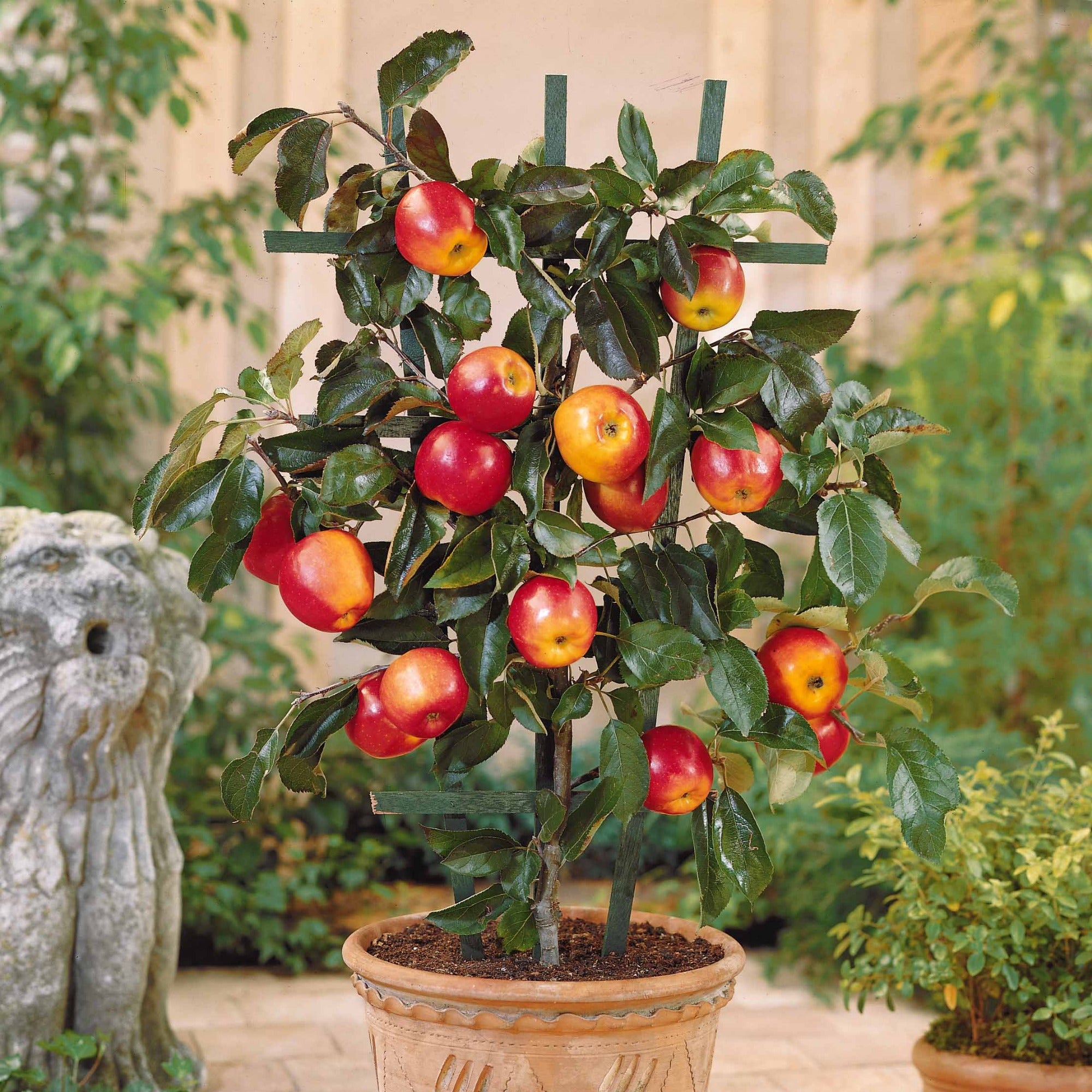 Obstbäume für die Terrasse Online kaufen auf