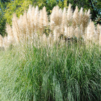 Weißes Pampasgras 'Monstrosa' - Cortaderia selloana monstruosa - Ziergräser