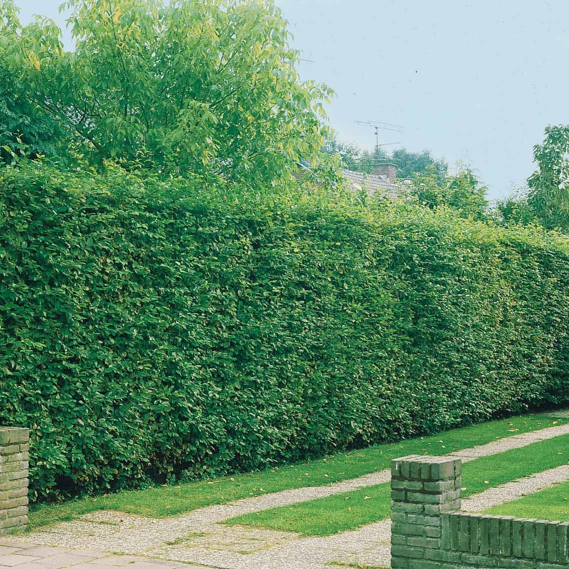 Hainbuche (x10) - Carpinus betulus - Sträucher und Stauden