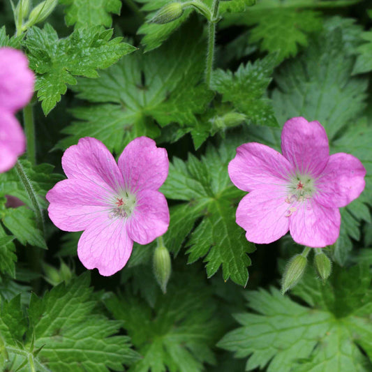 Sumpfgeranien - Bakker