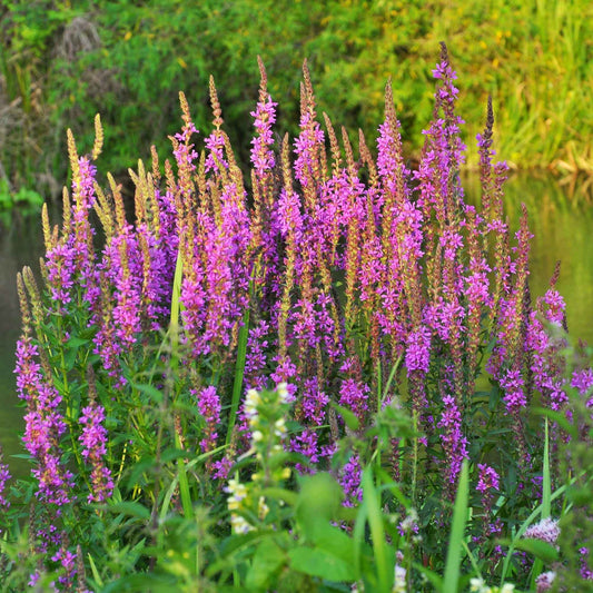 Blutweiderich - Bakker