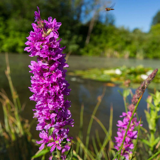 Blutweiderich - Bakker