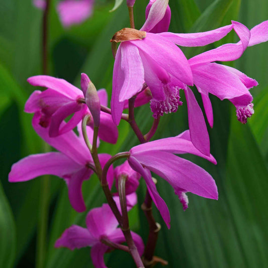 Orchidee Hyazinthe