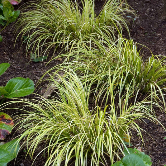 Acore gramineus Ogon - Bakker