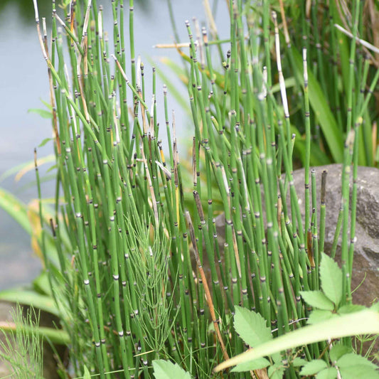 Japanischer Schachtelhalm - Bakker