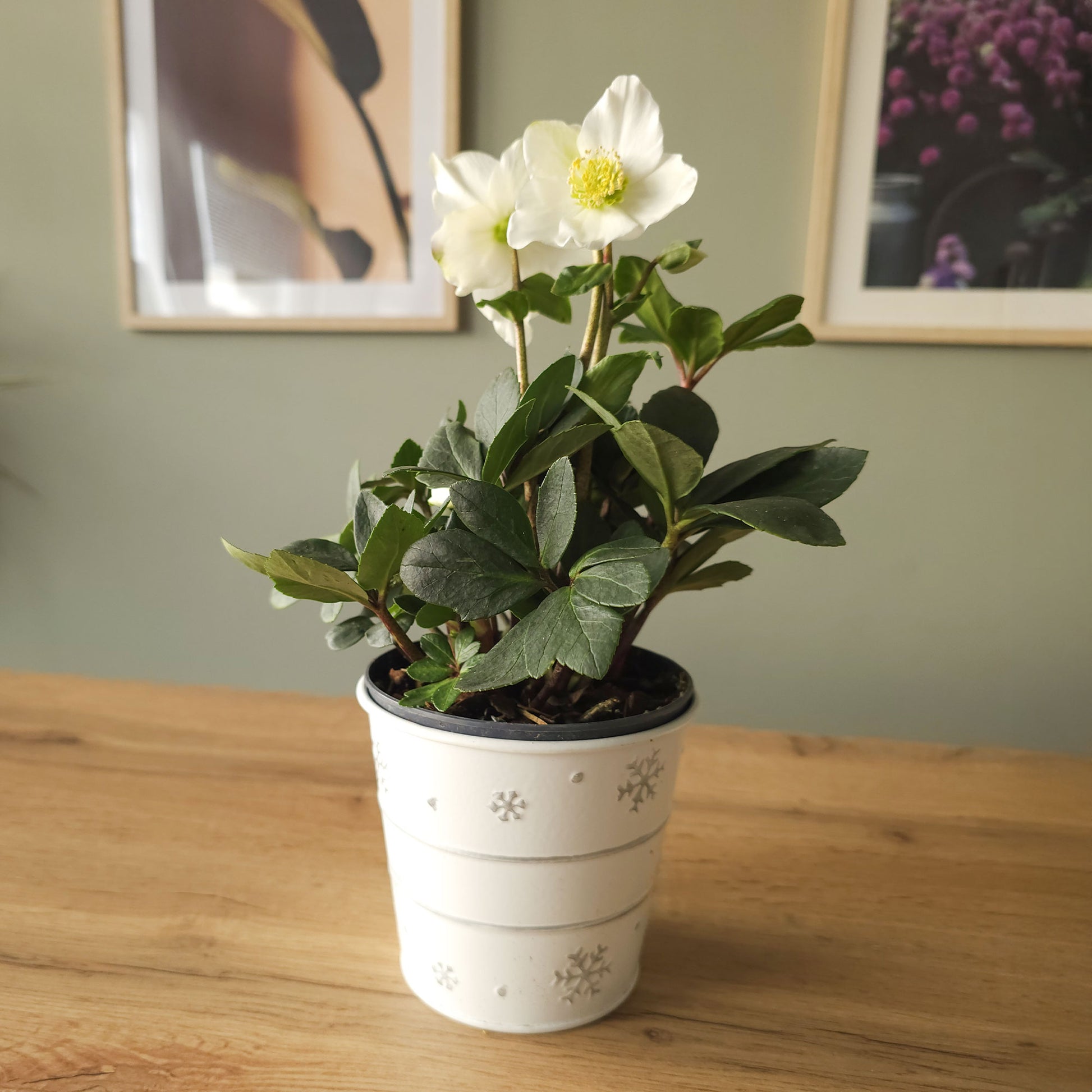 Blühende Zimmerpflanzen - Christrose 'Christmas Carol' und sein Weihnachtstopf - Helleborus niger Christmas Carol