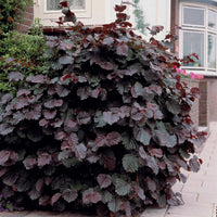 Verkauf Haselnuss Rotblättrige Zellernuss