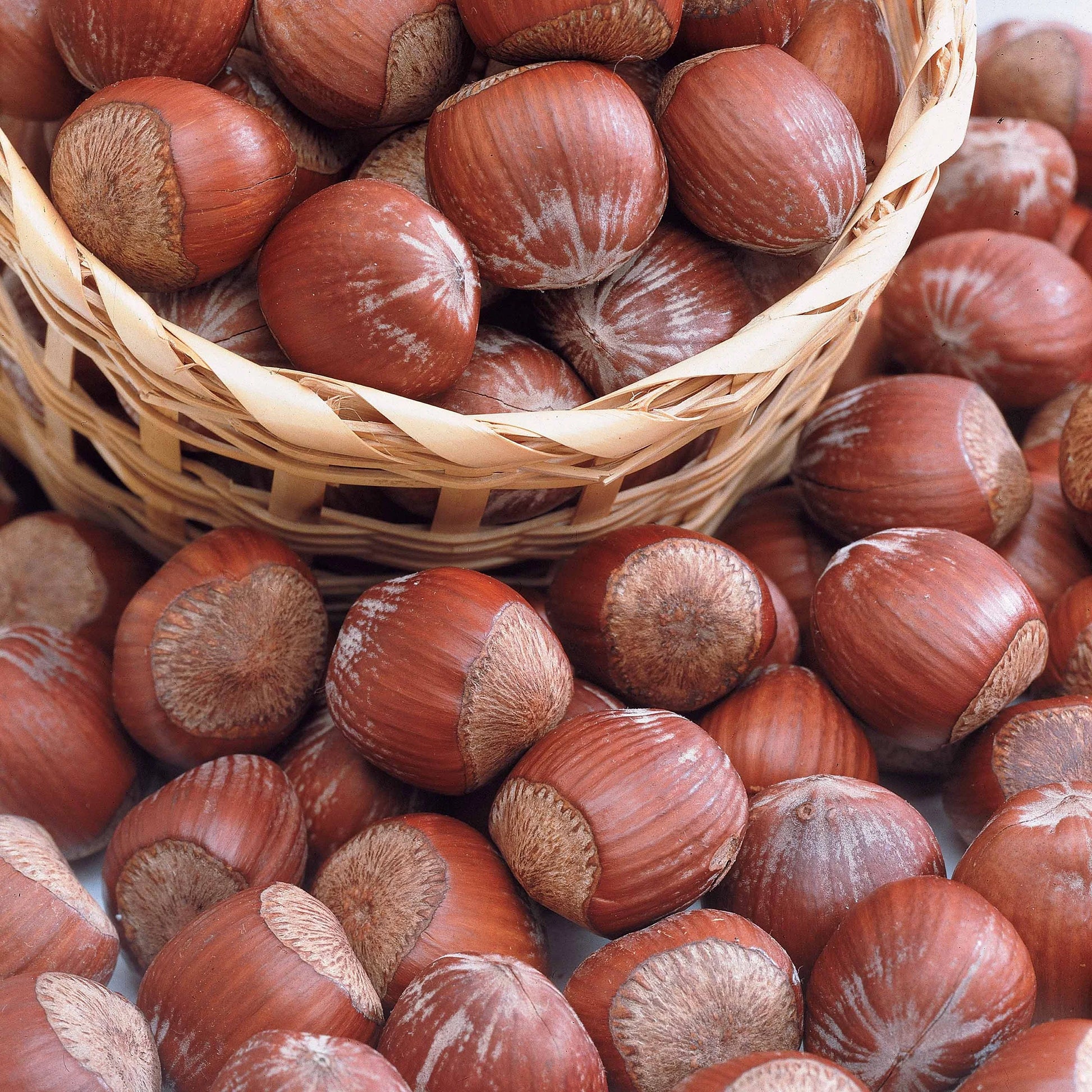 Verkauf Haselnuss Rotblättrige Zellernuss - Haselnuss