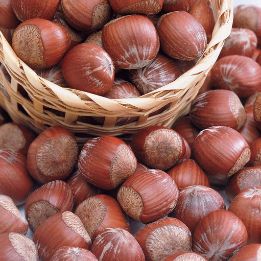 Haselnuss Rotblättrige Zellernuss - Bakker