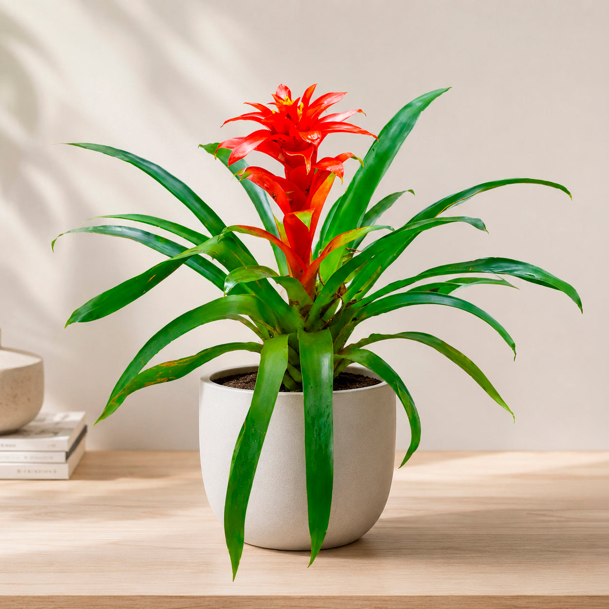 Guzmania Calypso - Bakker