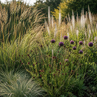 5 Stauden für eine Blumenwiese - Bakker