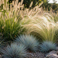 3 Ziergräser für trockenen Boden - Pennisetum alopecuroides,Stipa tenuissima ,Festuca glauca - Bakker
