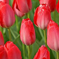 Tulpen-Zwiebeln - Tulpe Van Eijk & Narzisse Bridal Crown - Tulipa Van Eijk, Narcissus Bridal Crown