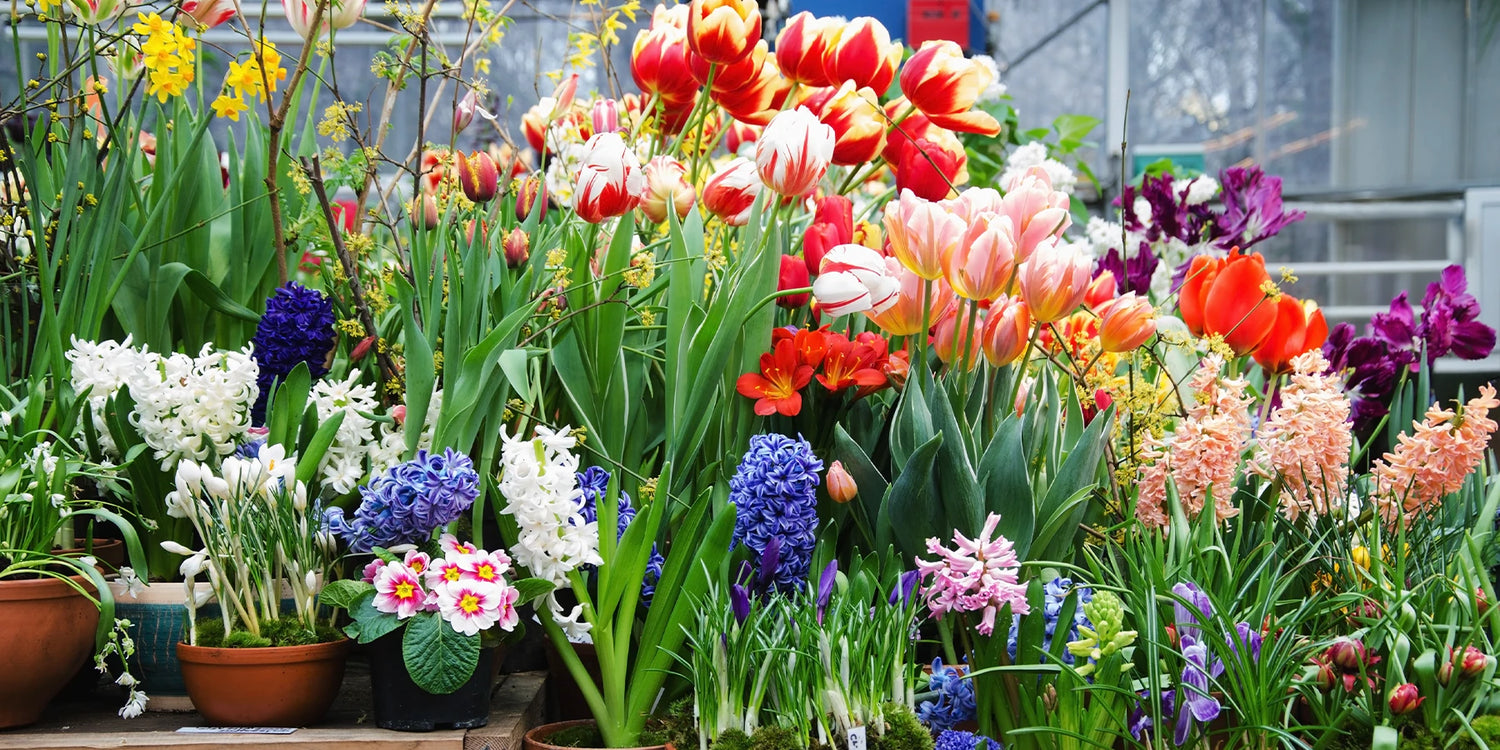 Black Week Blumenzwiebeln: bis zu 50% Rabatt!