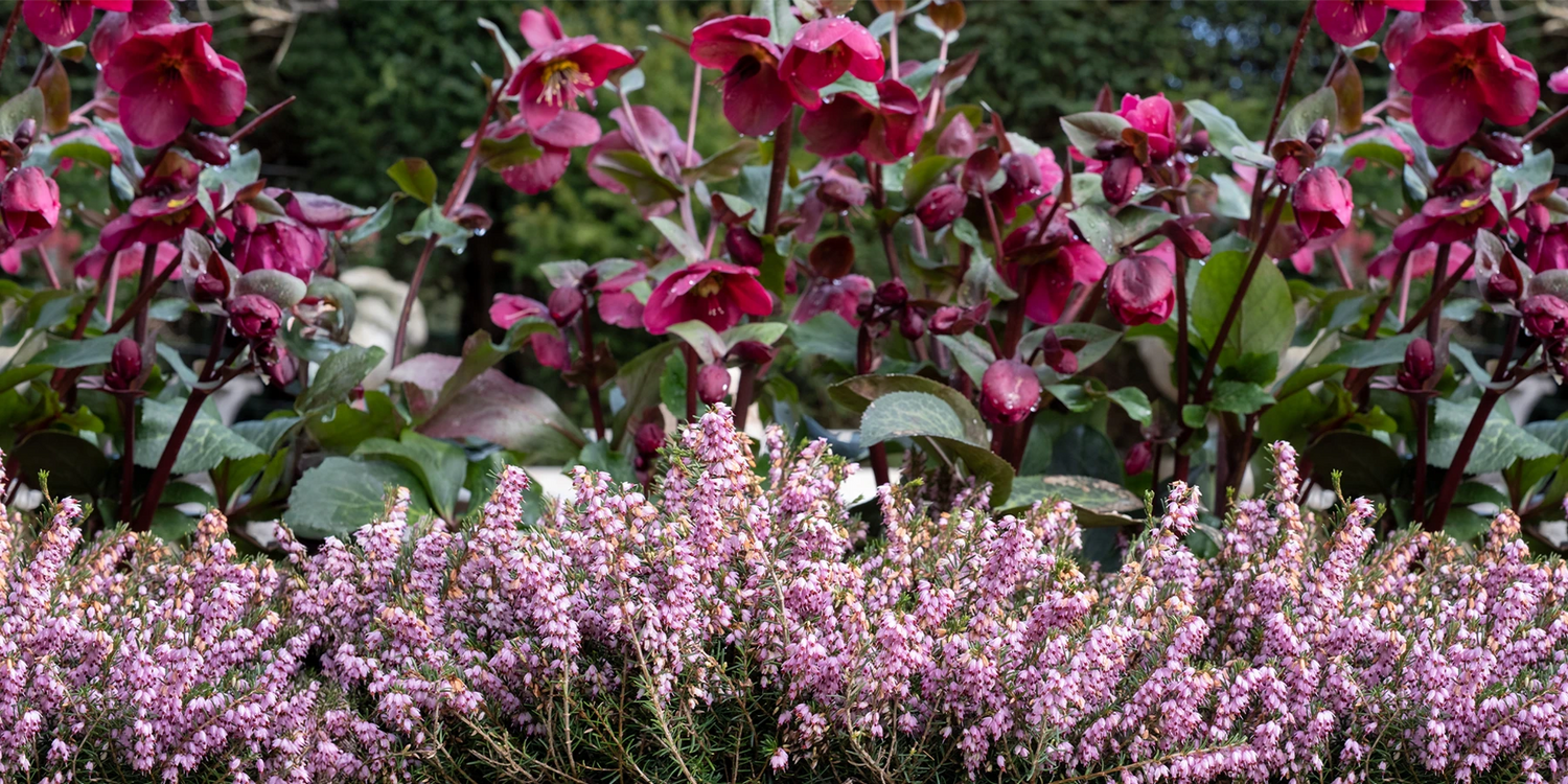 Ein farbenfroher Winter bis zu -30 %