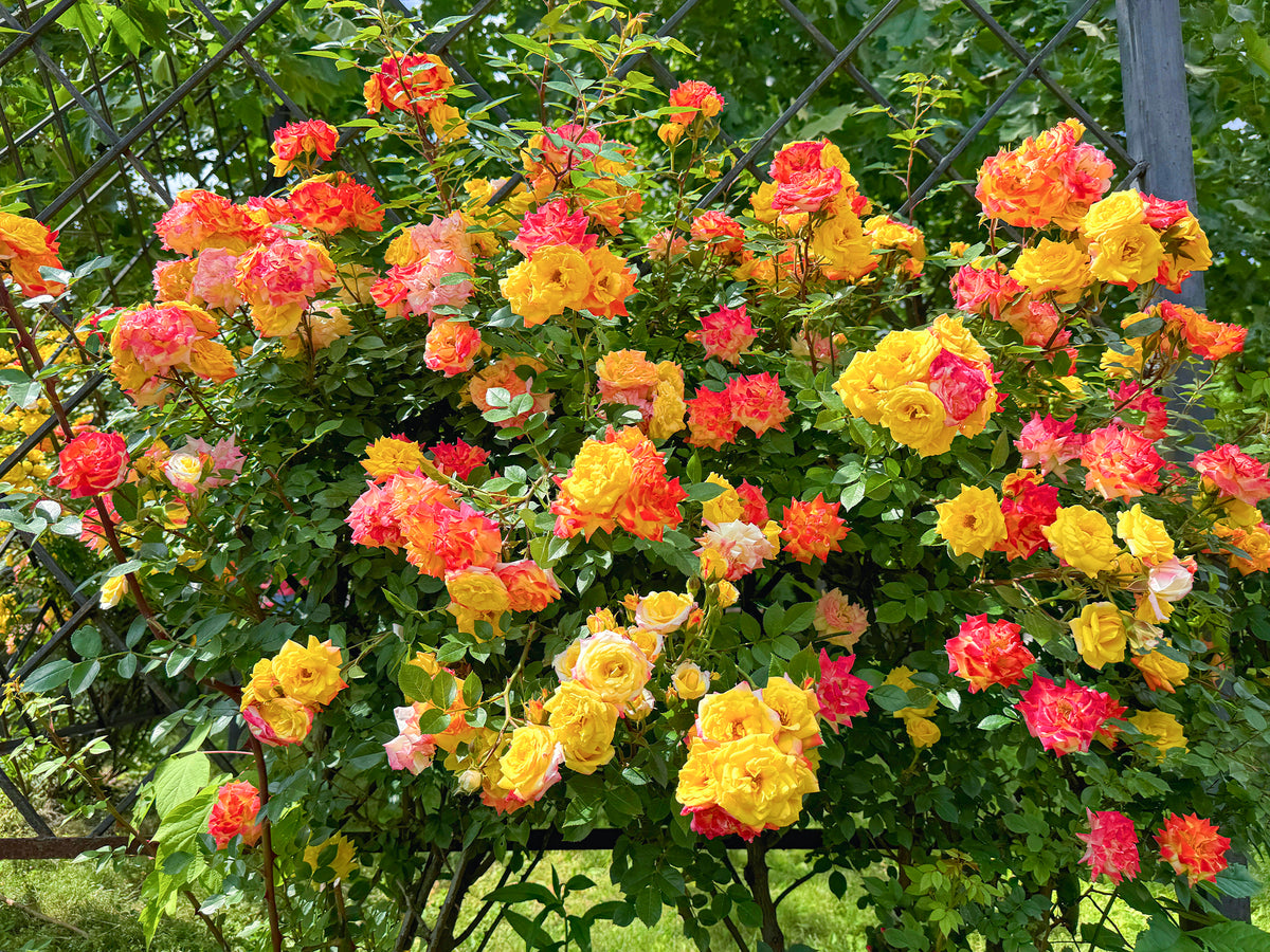 Ein Garten in warmen Farbtönen bis zu -30%