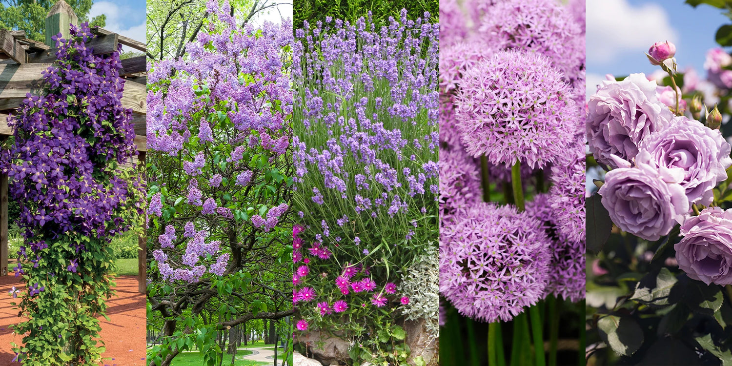 Trauen Sie sich an Lila heran, die Trendfarbe im Garten!