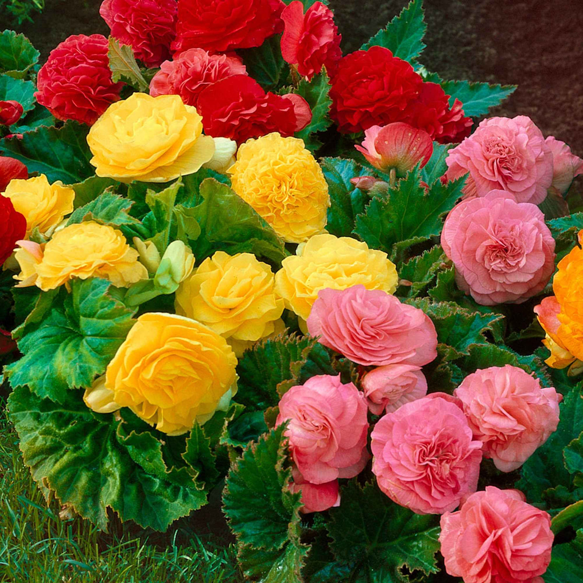 Begonia multiflora non stop - Begonie Mischung 'Non Stop' (x6) - Begonien-Zwiebeln