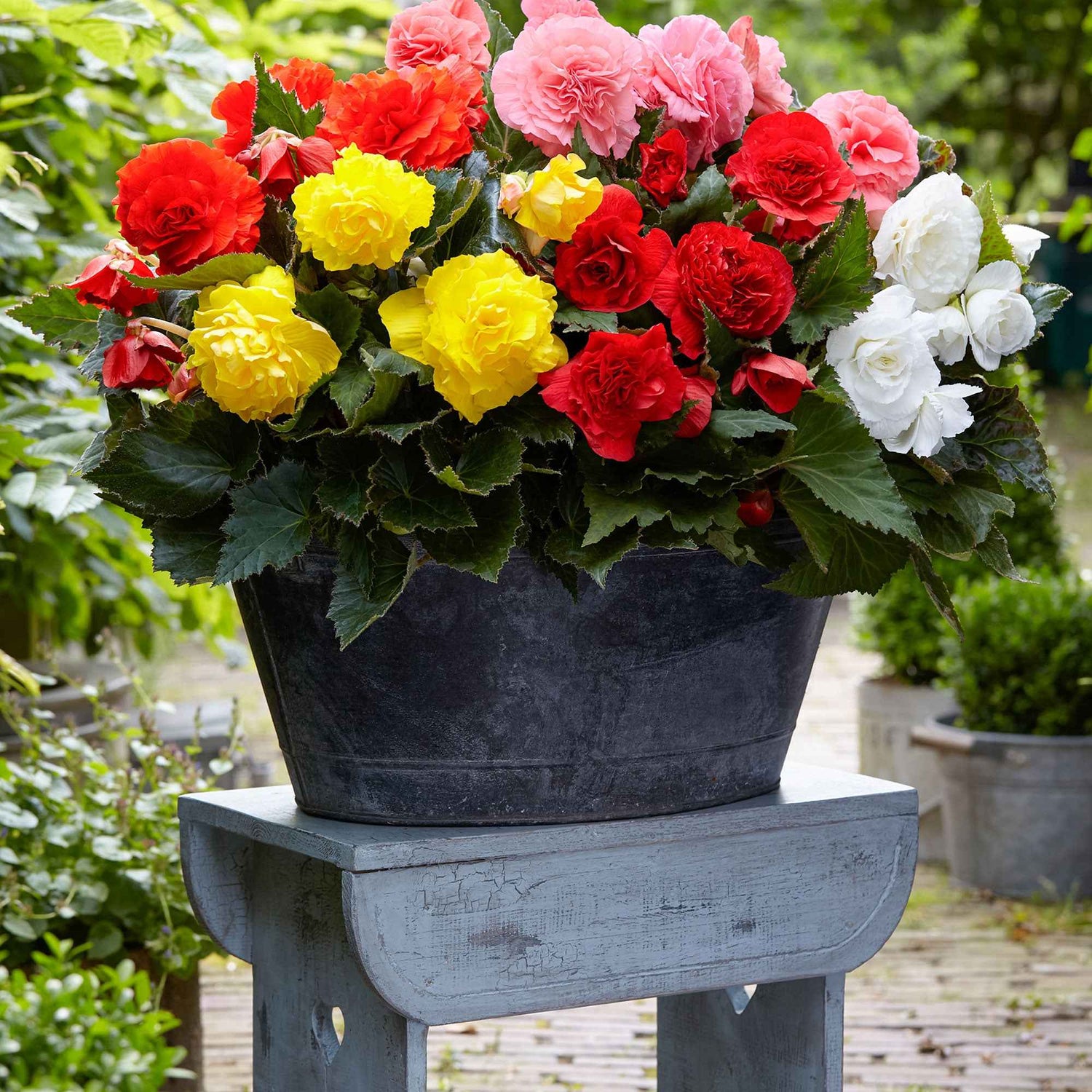 Blumen für Terrasse und Balkon