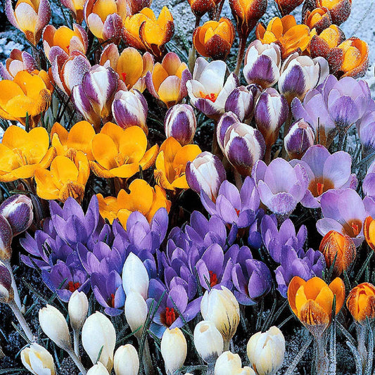 Krokus Mischung (x50) - Bakker