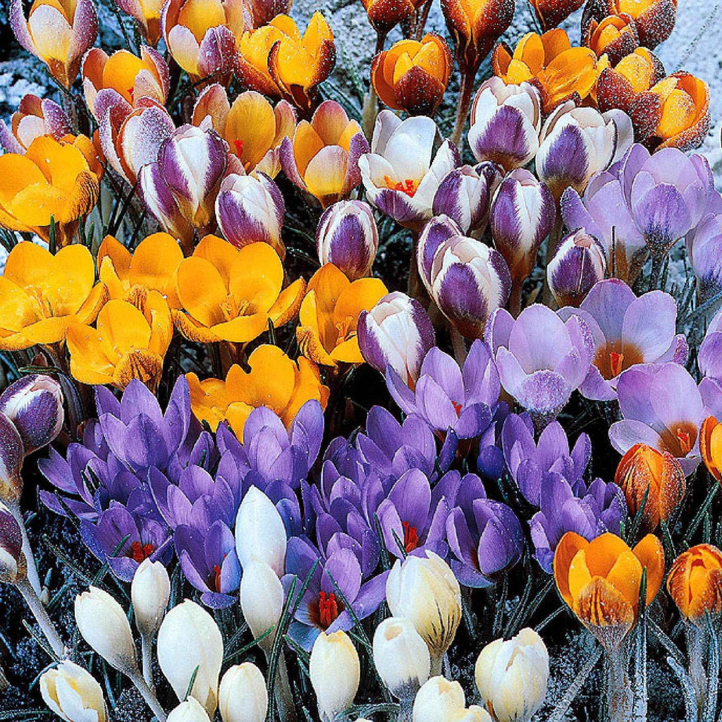 Blumenzwiebeln Botanische Krokusse Mischung (x50) - Crocus chrysanthus